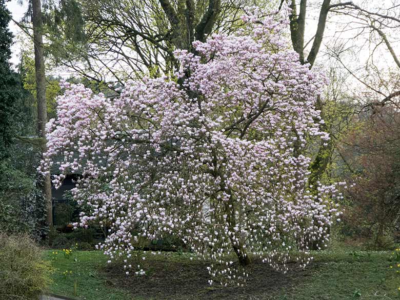 Blühende Magnolie am 6. April 2019 zwischen Seelöwenbecken und Vogel-Haus im Grünen Zoo Wuppertal