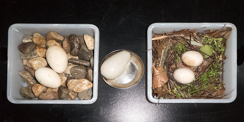 Ausgestelle Eier vom Eselspinguin, Königspinguin und Brillenpinguin am 6. April 2019 beim Pinguintag im Zoo Wuppertal