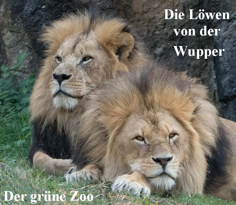Illustration zum WDR-Film Die Löwen von der Wupper - Der grüne Zoo