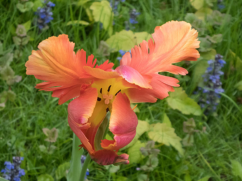 Blühende Tulpe am 12. Mai 2019 auf der kleinen Grünfläche am Steinbockfelsen im Grünen Zoo Wuppertal