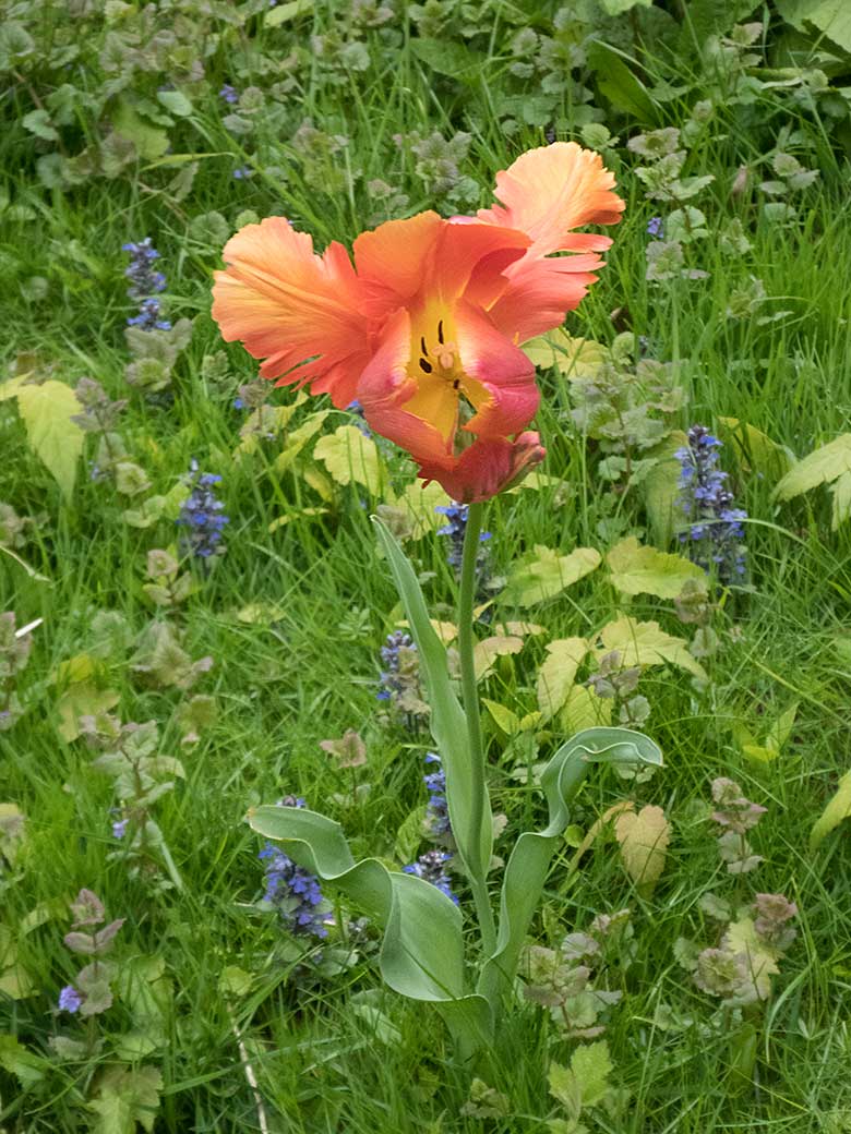 Blühende Tulpe am 12. Mai 2019 auf der kleinen Grünfläche am Steinbockfelsen im Wuppertaler Zoo
