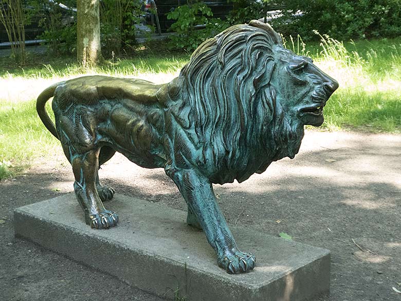 Bronzelöwe am 9. Juni 2019 im Zoo Wuppertal