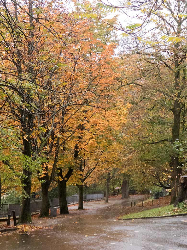 Regnerische Herbststimmung am 19. Oktober 2019 an der Patagonien-Anlage im Grünen Zoo Wuppertal