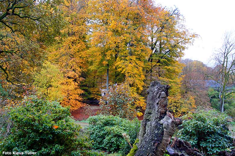 Farbenprächtiges Herbstlaub am 11. November 2019 im Grünen Zoo Wuppertal (Foto Klaus Tüller)