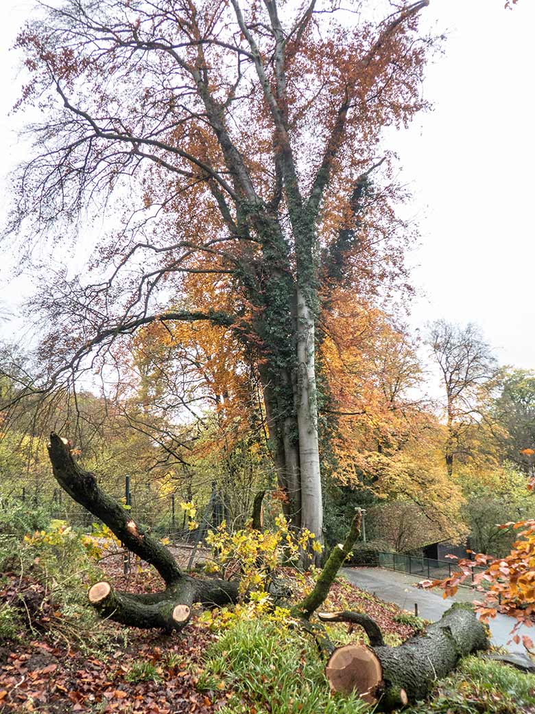 Gefällter Baum am 14. November 2019 im Grünen Zoo Wuppertal