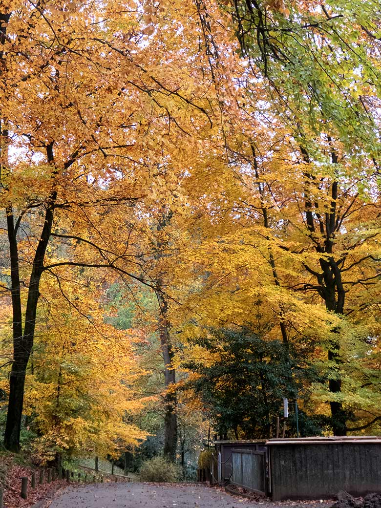 Bäume mit Herbstlaub am 14. November 2019 im Wuppertaler Zoo
