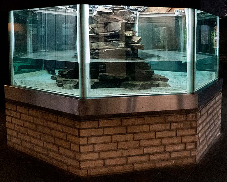 Achteck-Becken am 30. November 2019 im Aquarium im Grünen Zoo Wuppertal