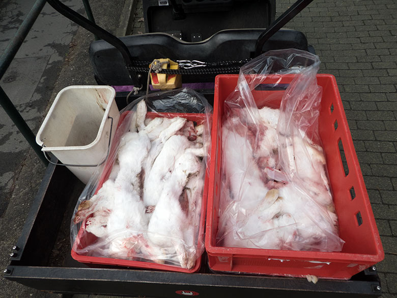 Tote Futtertiere am 17. Februar 2020 auf dem Transport-Wagen der Tierpfleger im Zoo Wuppertal