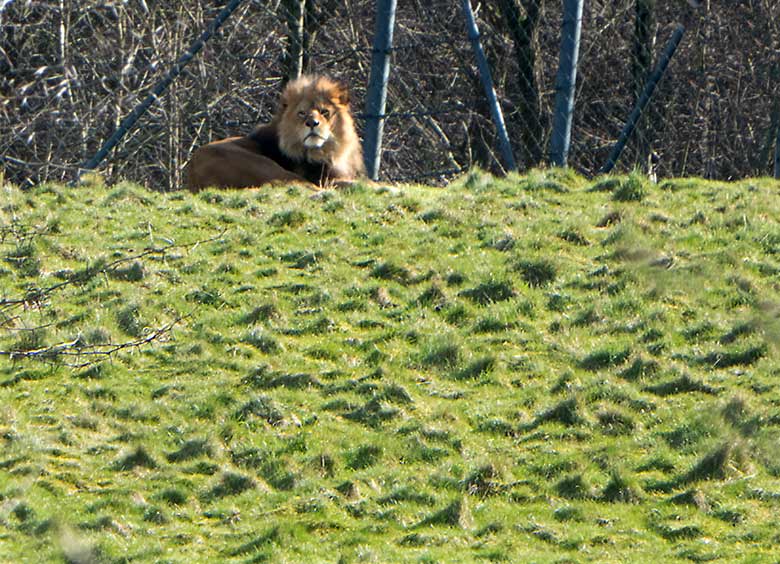 Einer der drei Afrikanischen Löwen-Kater am 21. März 2020 auf der sogenannten Löwen-Savanne im Wuppertaler Zoo