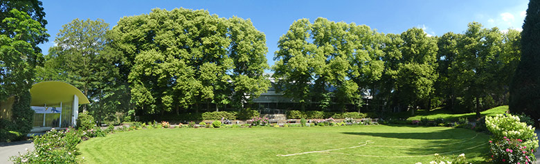 Blühende Linden am Blumenrondel am 23. Juni 2020 im Grünen Zoo Wuppertal