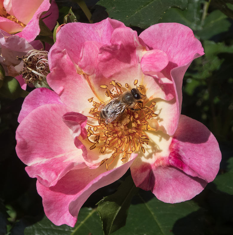 Blühende Rose am Blumenrondel am 23. Juni 2020 im Grünen Zoo Wuppertal