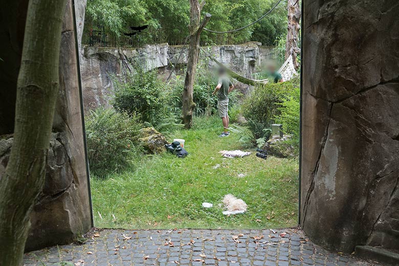 Arbeiten mit Kameras auf der Außenanlage der Orang-Utans am 13. August 2020 im Zoologischen Garten Wuppertal