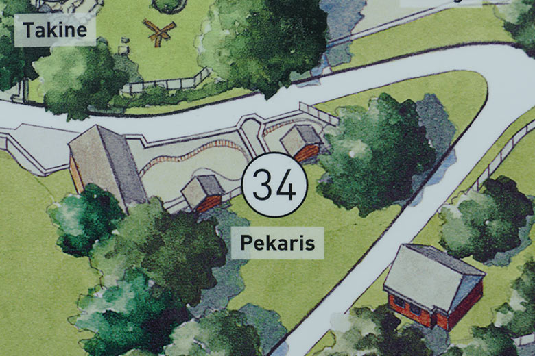 Ausschnitt Pekaris aus dem veralteten Zoo-Plan am 16. September 2020 im Grünen Zoo Wuppertal