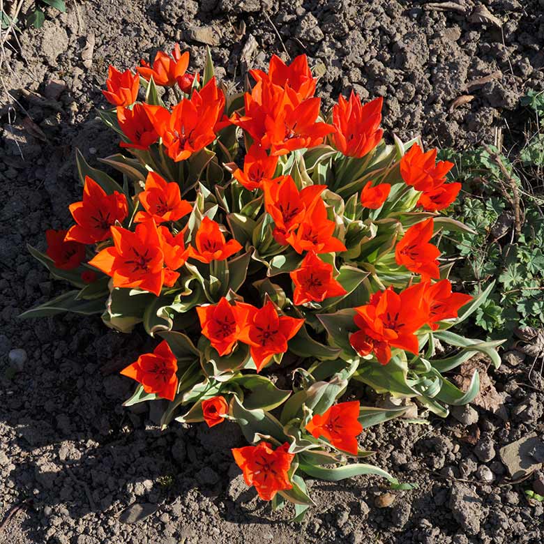 Rote Tulpen am Blumenrondell am 31. März 2021 im Grünen Zoo Wuppertal