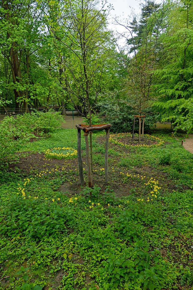 Blumen-Kreise um Bäume am 11. Mai 2021 in der Nähe der Känguru-Anlage im Grünen Zoo Wuppertal