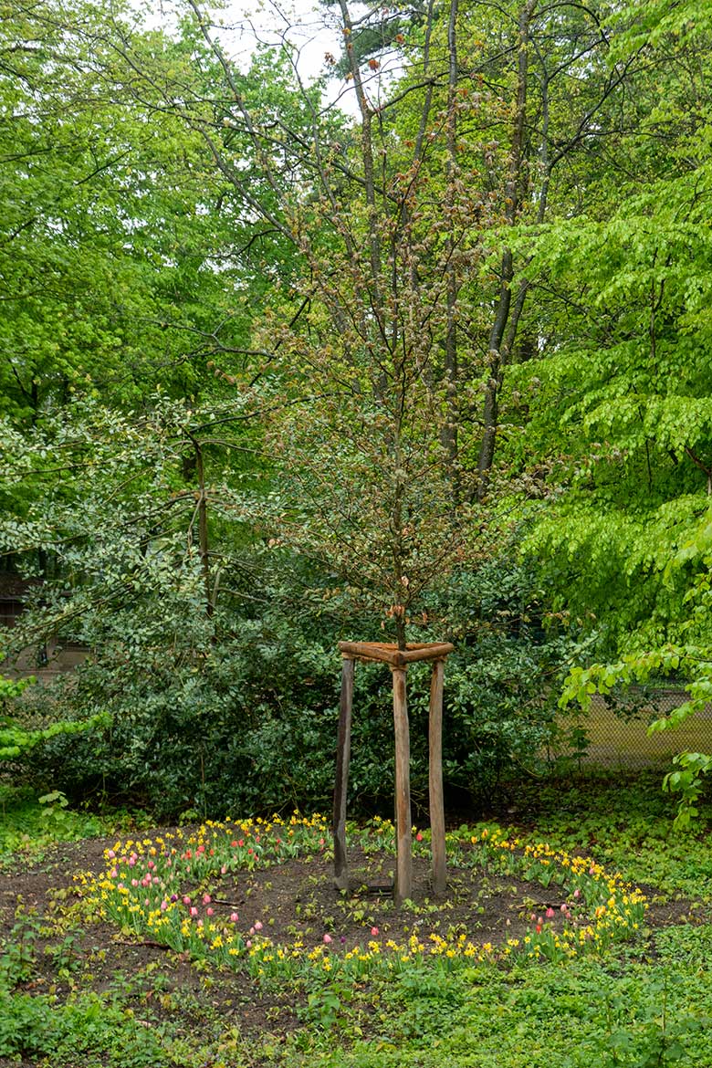 Blumen-Kreis um einen neu gepflanzten Baum am 11. Mai 2021 in der Nähe der Känguru-Anlage im Wuppertaler Zoo