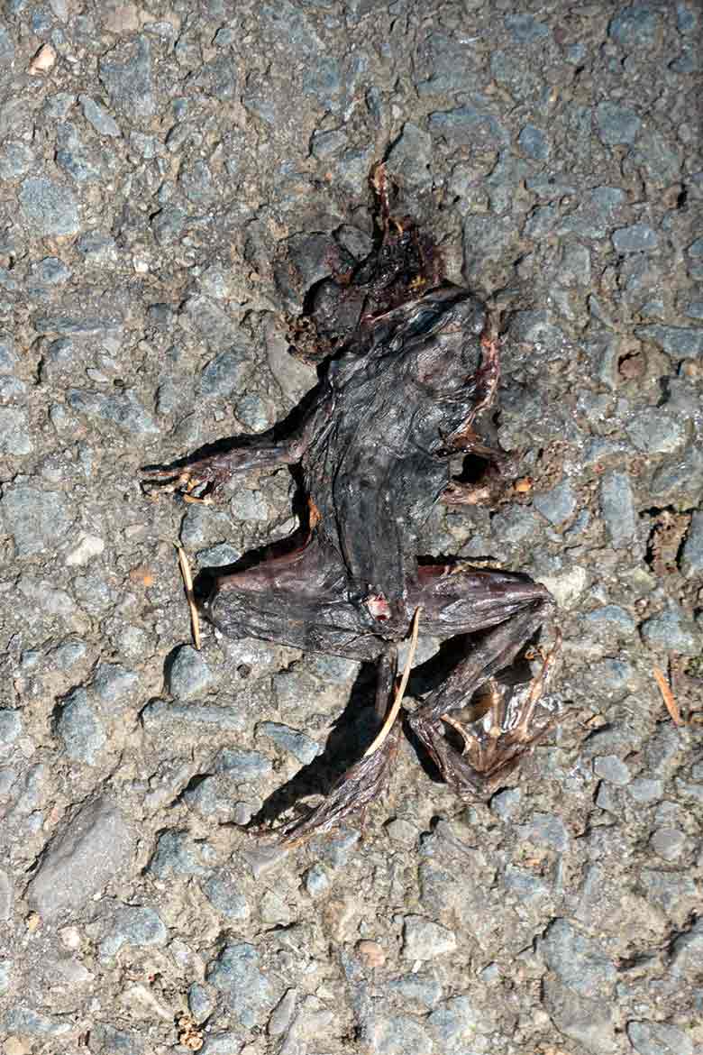 Toter Frosch am 20. Juli 2021 auf einem Besucher-Weg im Grünen Zoo Wuppertal