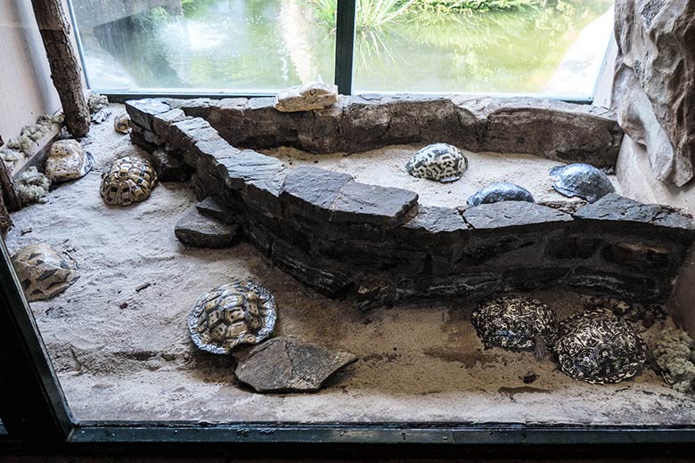 Künstlerische Louisana Auto_Schildkröten am 5. September 2021 im Menschenaffen-Haus im Grünen Zoo Wuppertal