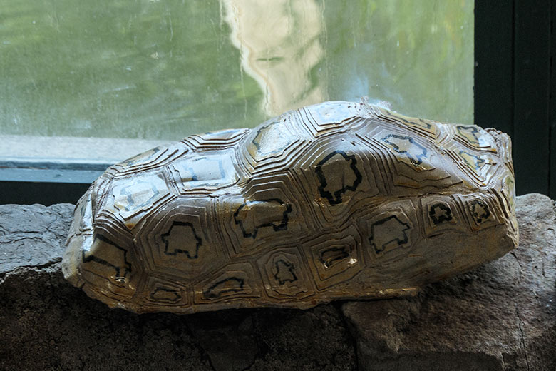 Künstlerische Louisana Auto_Schildkröte am 5. September 2021 im Menschenaffen-Haus im Zoologischen Garten der Stadt Wuppertal
