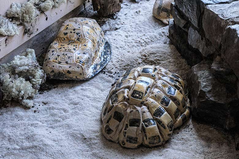 Künstlerische Louisana Auto_Schildkröten am 5. September 2021 im Menschenaffen-Haus im Zoo Wuppertal