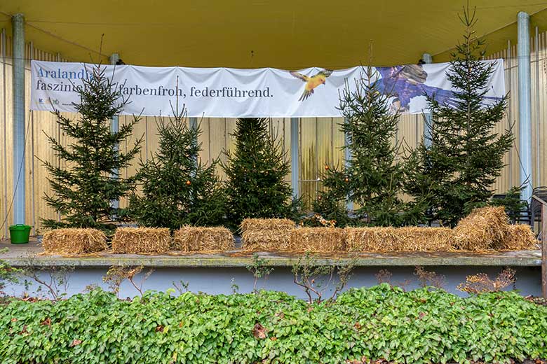 Weihnachtsbäume am 24. Dezember 2022 in der Musik-Muschel am Blumen-Rondell im Wuppertaler Zoo