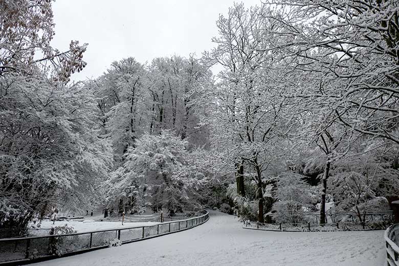 Winterlich verschneite Bäume an einem Besucher-Weg am 8. März 2023 im Zoo Wuppertal