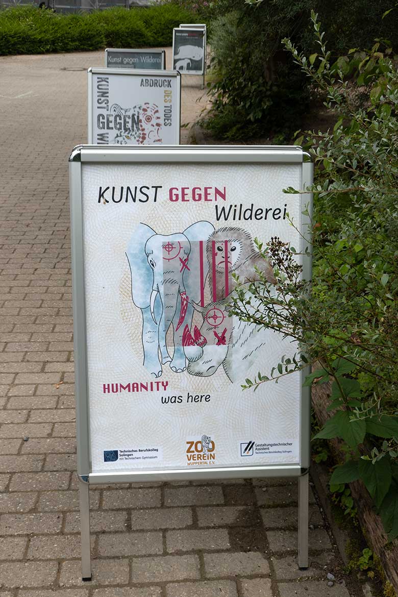Ausstellung der Plakate 'Kunst gegen Wilderei' von Schülerinnen und Schülern des Technischen Berufskollegs Solingen am 18. Juni 2024 vor dem Menschenaffen-Haus im Wuppertaler Zoo