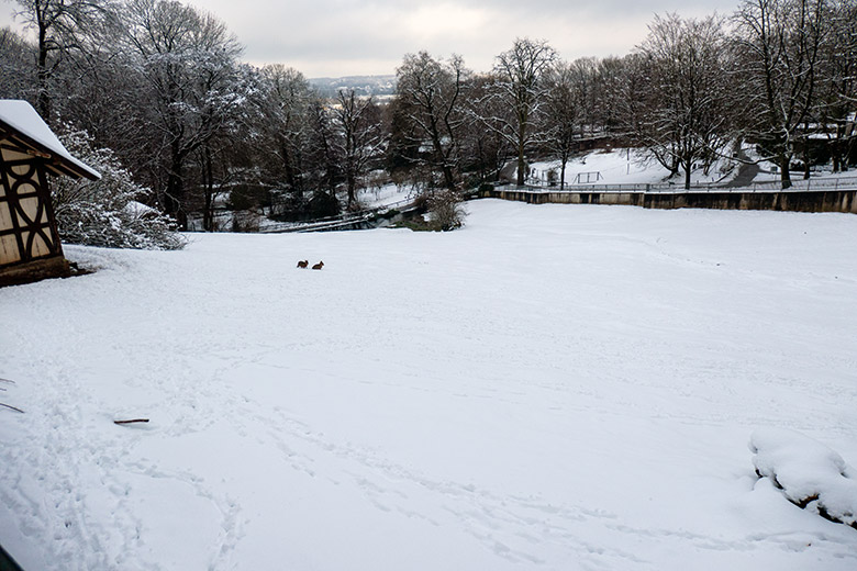 Zwei Große Maras am 10. Januar 2025 auf der verschneiten Patagonien-Anlage im Zoo Wuppertal