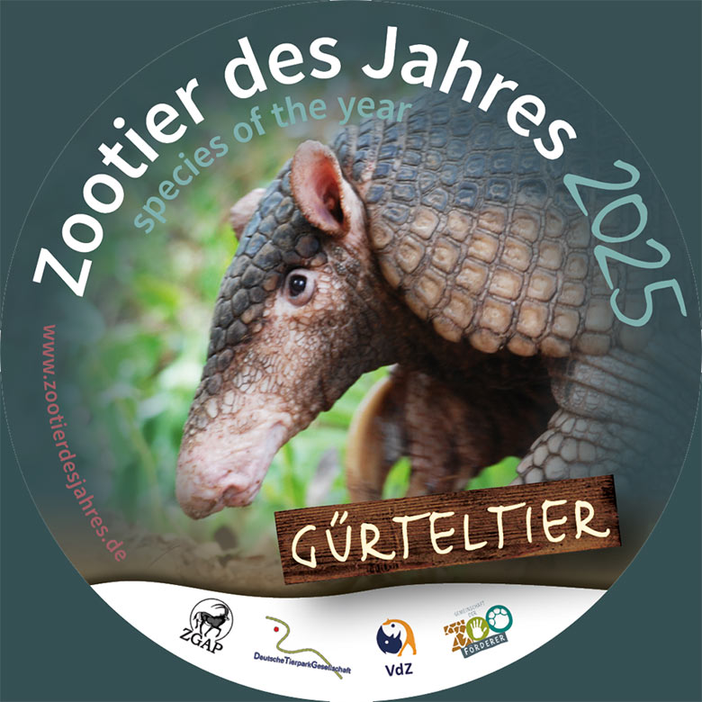 Aufkleber Zootier des Jahres 2025 Gürteltier (Pressebild Zoo landau)