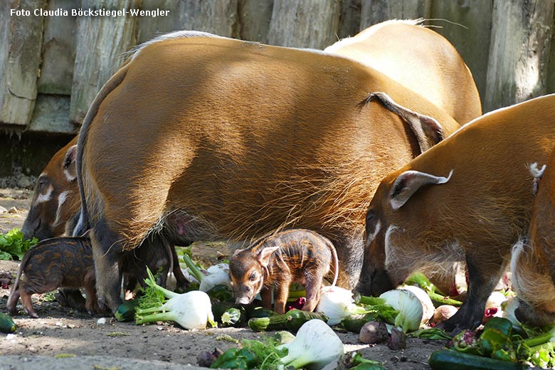 Pinselohrschwein-Nachwuchs am 12. April 2025 auf der Außenanlage im Grünen Zoo Wuppertal (Foto Claudia Böckstiegel-Wengler)
