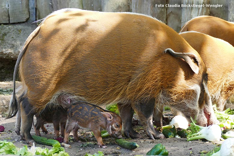 Pinselohrschwein-Nachwuchs am 12. April 2025 auf der Außenanlage im Zoo Wuppertal (Foto Claudia Böckstiegel-Wengler)