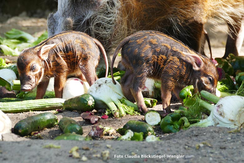 Pinselohrschwein-Nachwuchs am 12. April 2025 auf der Außenanlage im Wuppertaler Zoo (Foto Claudia Böckstiegel-Wengler)