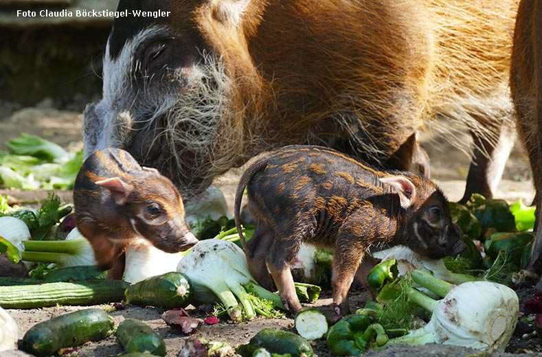 Pinselohrschwein-Nachwuchs am 12. April 2025 auf der Außenanlage im Grünen Zoo Wuppertal (Foto Claudia Böckstiegel-Wengler)