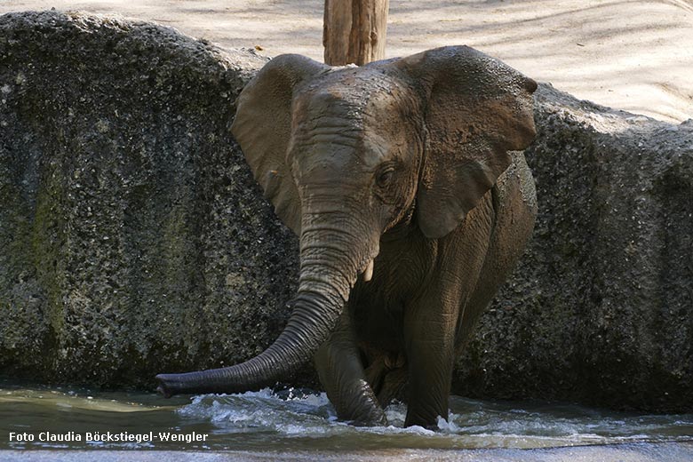 Afrikanisches Elefanten-Jungtier am 12. April 2025 auf der Außenanlage im Zoologischen Garten Wuppertal (Foto Claudia Böckstiegel-Wengler)