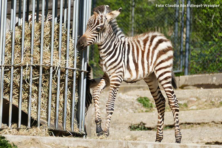 Böhm-Zebra-Jungtier am 12. April 2025 auf der Außenanlage im Wuppertaler Zoo (Foto Claudia Böckstiegel-Wengler)