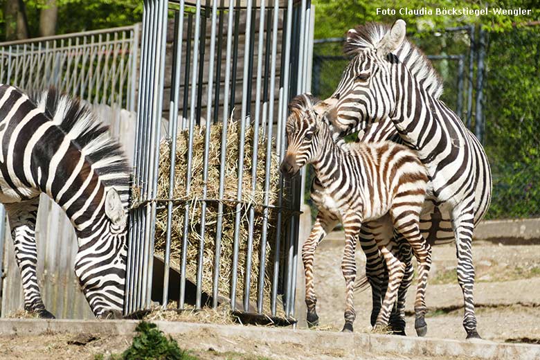 Böhm-Zebra-Jungtier am 12. April 2025 auf der Außenanlage im Grünen Zoo Wuppertal (Foto Claudia Böckstiegel-Wengler)