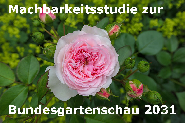 Blühende Rose am Blumen-Rondell im Sommer im Grünen Zoo Wuppertal