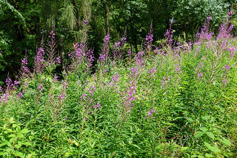 Schmalblättrige Weidenröschen am 26. Juli 2021 neben einem Besucher-Weg im Grünen Zoo Wuppertal
