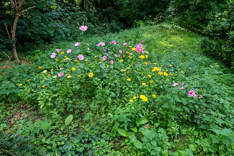 Wildblumen am 11. August 2021 vor dem Vogel-Haus im Grünen Zoo Wuppertal