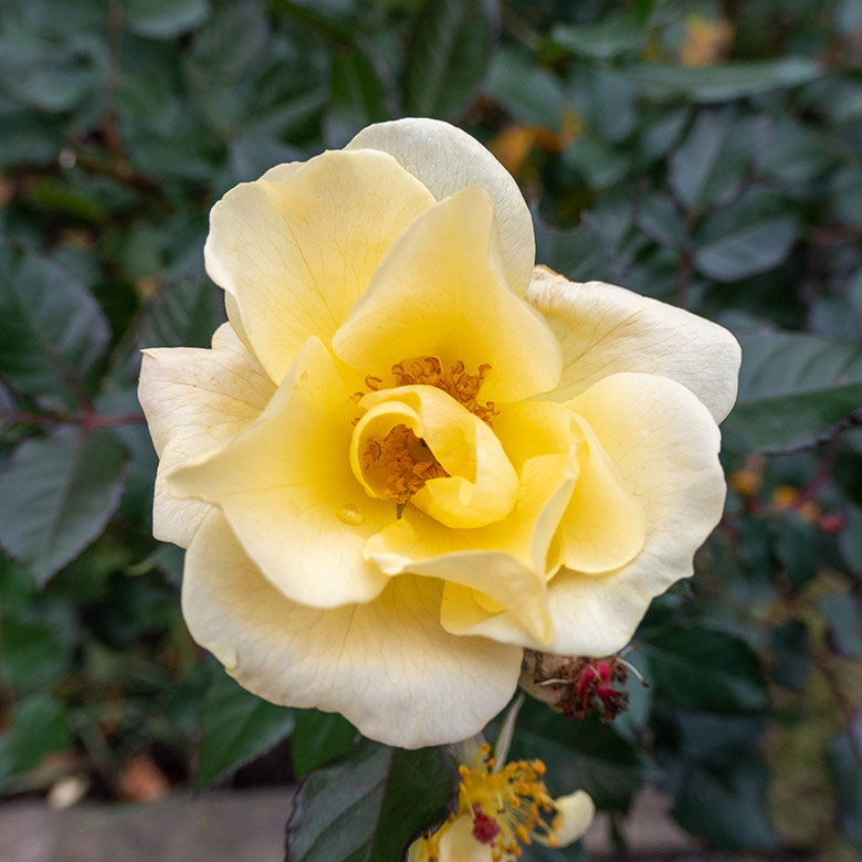 Blühende gelbe Rose am 6. November 2021 am Blumen-Rondell im Wuppertaler Zoo