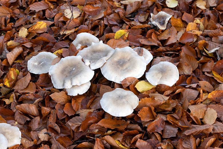 Pilze im Herbst-Laub am 8. November 2021 am Rand eines Besucher-Weges im Zoologischen Garten Wuppertal