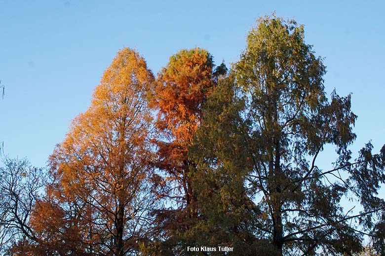 Herbstliche Bäume am 9. November 2021 im Grünen Zoo Wuppertal (Foto Klaus Tüller)