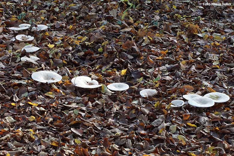 Pilze im Herbst-Laub am 18. November 2021 im Grünen Zoo Wuppertal (Foto Klaus Tüller)