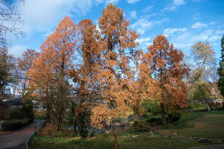 Urweltmammutbäume am 22. November 2022 am Kleinen Ententeich im Grünen Zoo Wuppertal