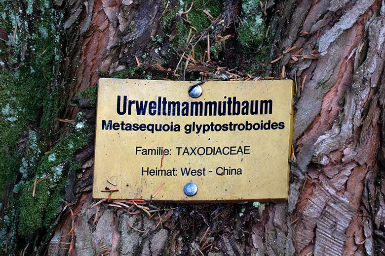 Information an einem der Urweltmammutbäume am 23. November 2022 am Kleinen Ententeich im Wuppertaler Zoo