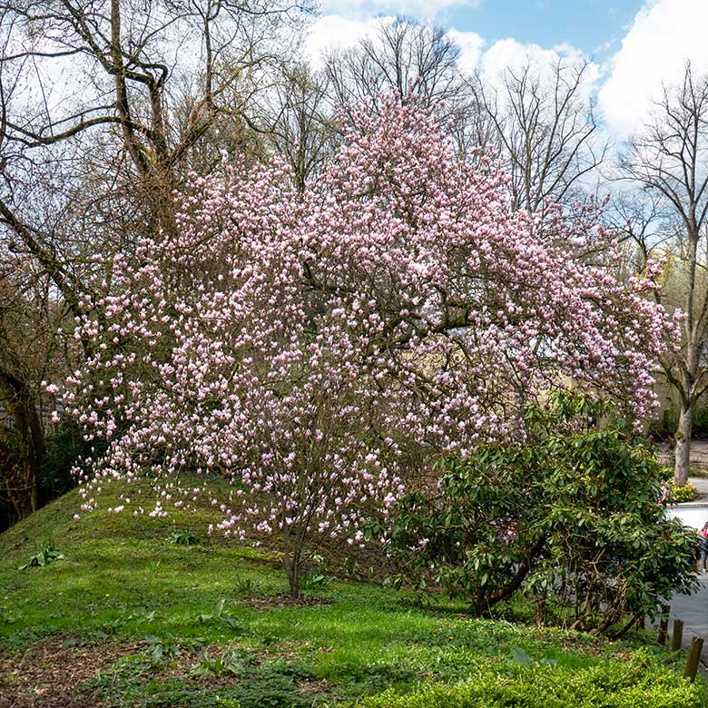 Blühende Magnolie am 11. April 2023 in der Nähe des Seelöwen-Becken im Wuppertaler Zoo