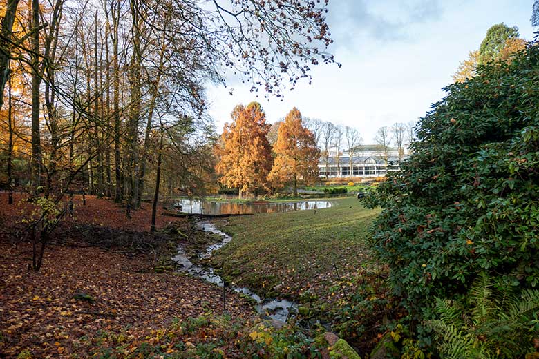 Urweltmammutbäume am 18. November 2024 am Kleinen Ententeich im Grünen Zoo Wuppertal