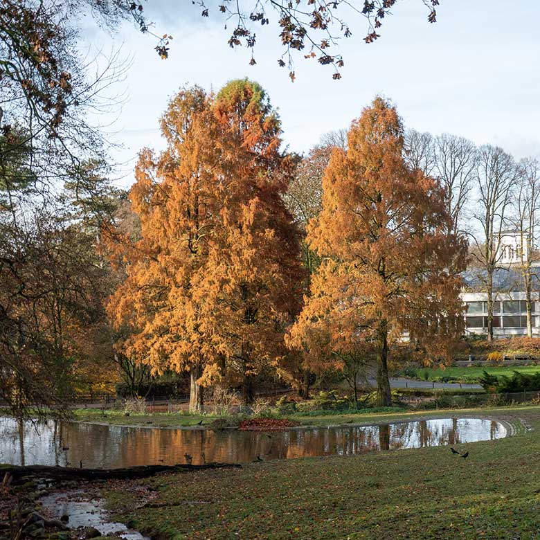 Urweltmammutbäume am 18. November 2024 am Kleinen Ententeich im Zoologischen Garten Wuppertal