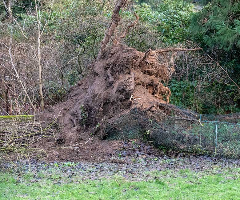 Entwurzelte Pappel am 7. Januar 2025 in der Nähe des Besucherweges zwischen Aralandia und Zoo-Direktion im Grünen Zoo Wuppertal