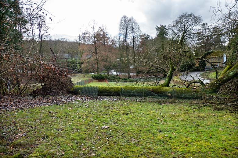 Entwurzelte Pappel am 7. Januar 2025 in der Nähe des Besucherweges zwischen Aralandia und Zoo-Direktion im Zoologischen Garten Wuppertal